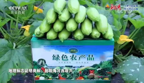 火遍全國！射陽綠色農(nóng)產(chǎn)品宣傳片刷屏央視、江蘇衛(wèi)視黃金時段